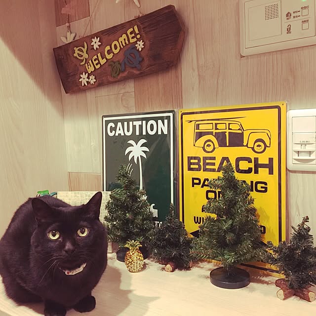 saeさんの実例写真