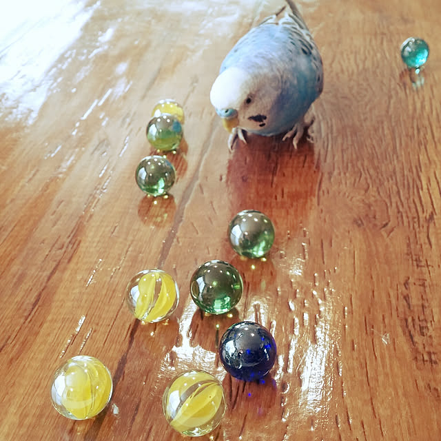 opiopiopiさんの実例写真