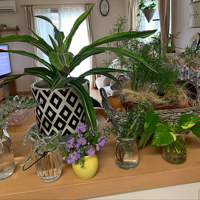 植物のある暮らし/ガーデニング/観葉植物/キッチンカウンター/部屋全体のインテリア実例 - 2021-03-22 11:41:17