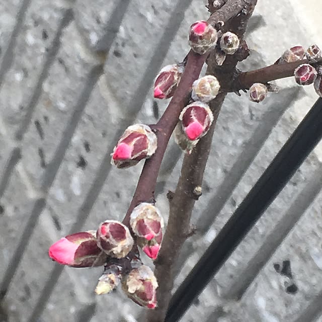 nomnom888さんの実例写真