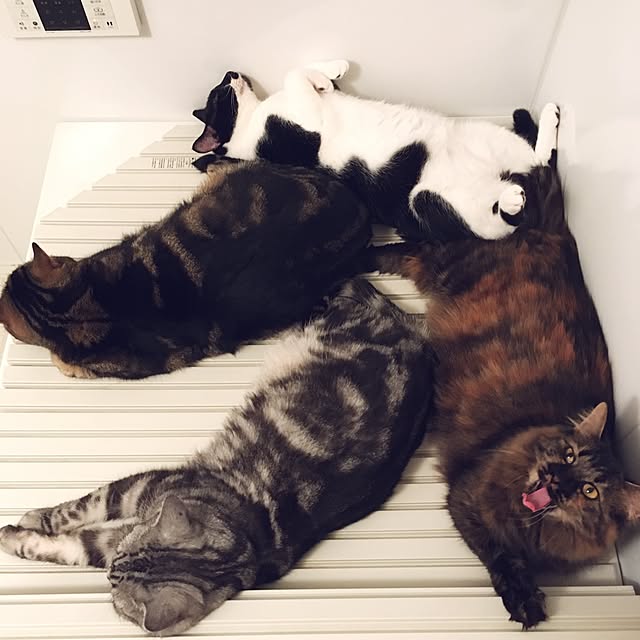 mikomaruさんの実例写真