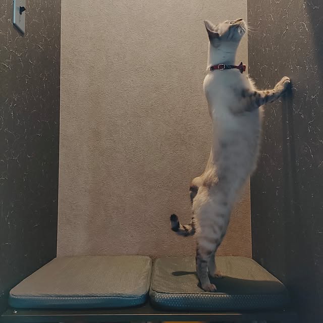 Atelier_tamakiさんの部屋