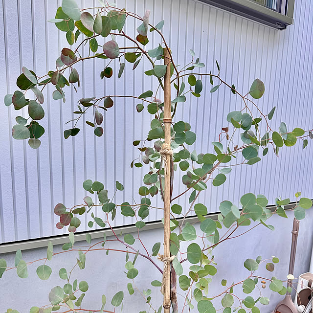 hachiさんの部屋