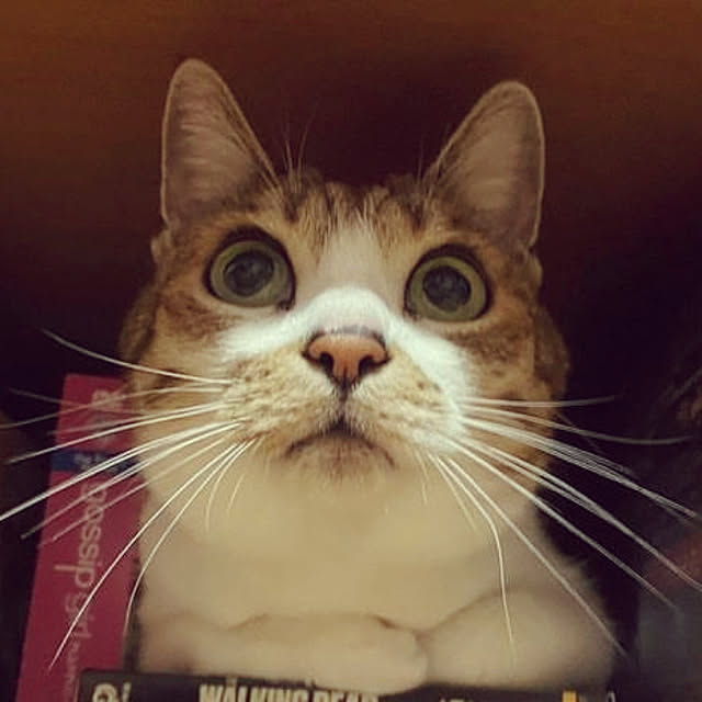 実例写真