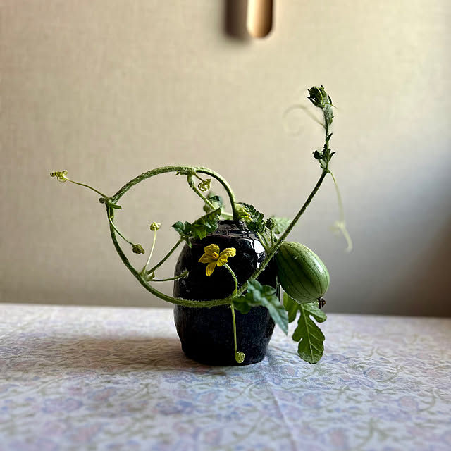 botanさんの実例写真