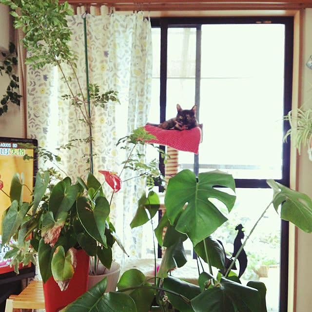 mcomcoさんの実例写真