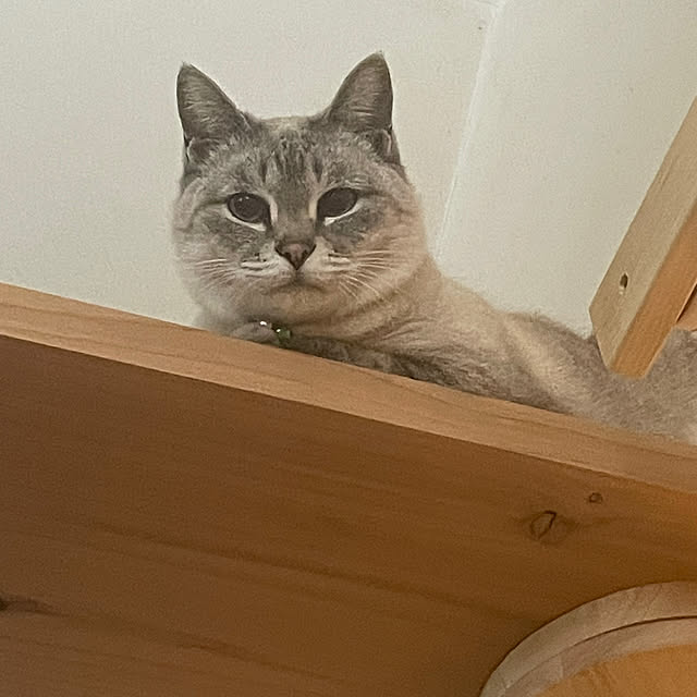 COCOさんの実例写真