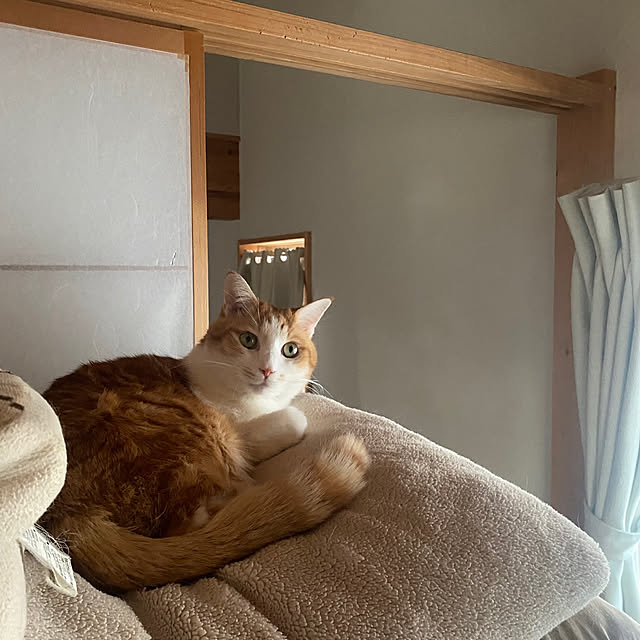 senbei.sakuramochiさんの実例写真