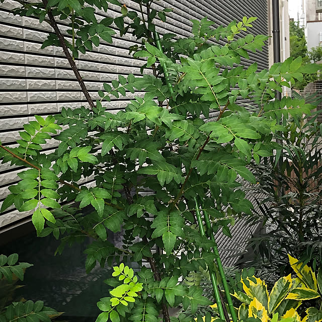 Rororiさんの部屋