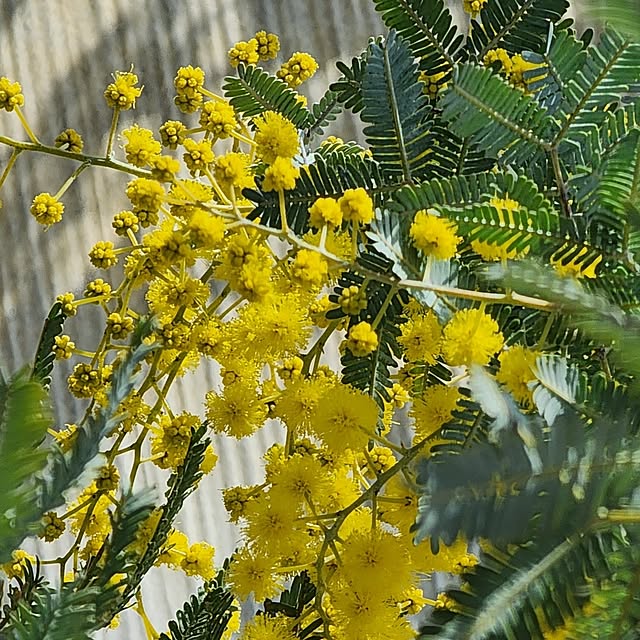 tomatoさんの部屋