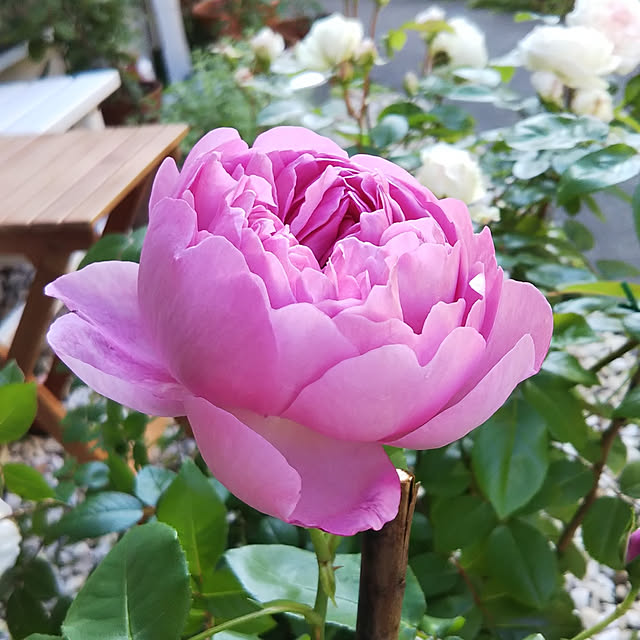 yum0408さんの実例写真