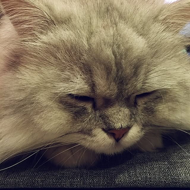 horurunさんの実例写真