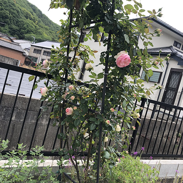 実例写真