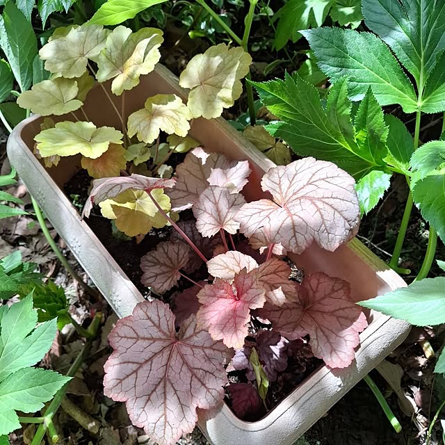 midoriさんの部屋