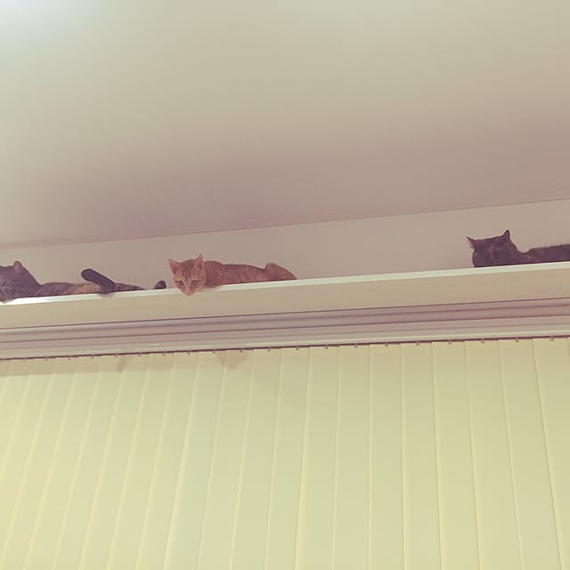 yufullfullさんの実例写真