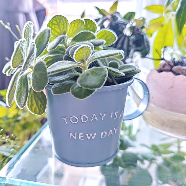 mi-saさんの実例写真