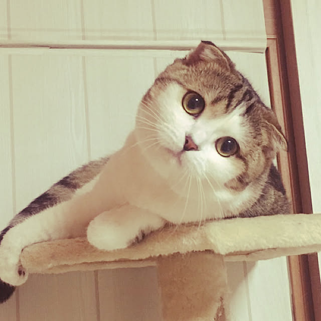 CATさんの実例写真