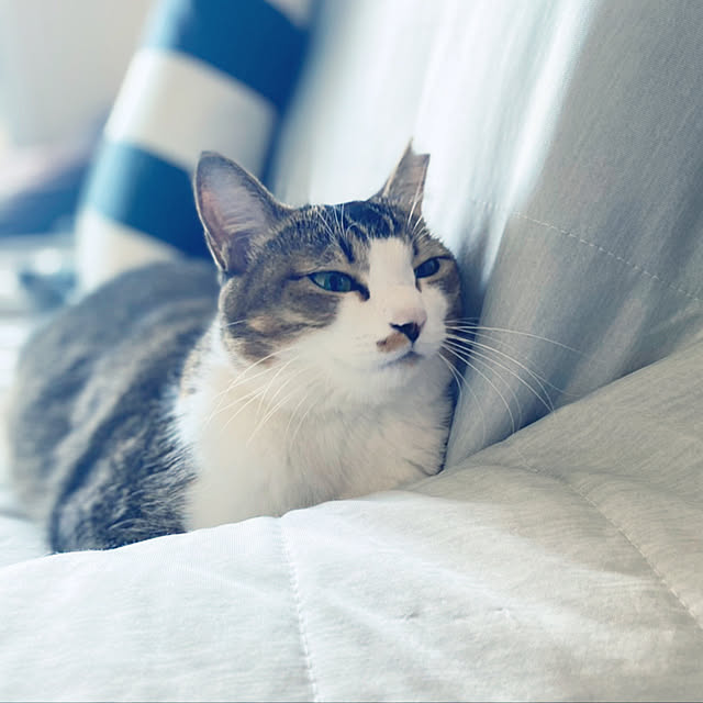 nekomiさんの実例写真