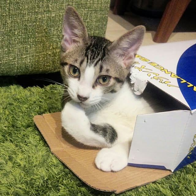 Gomaさんの実例写真