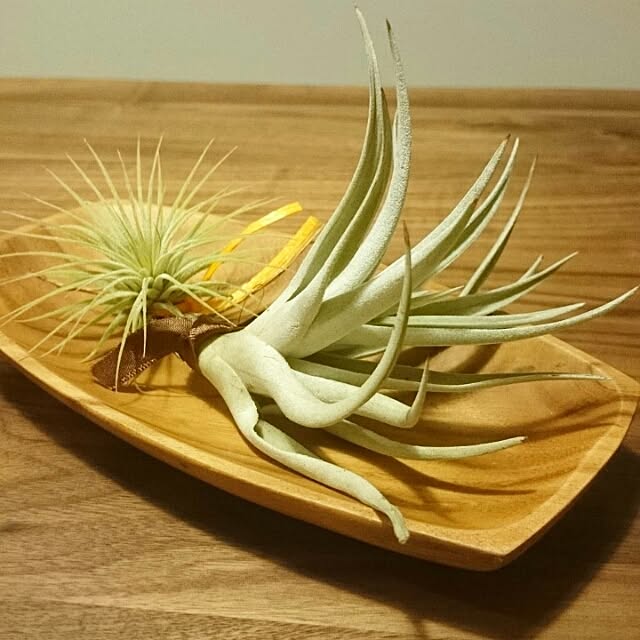 pomさんの実例写真