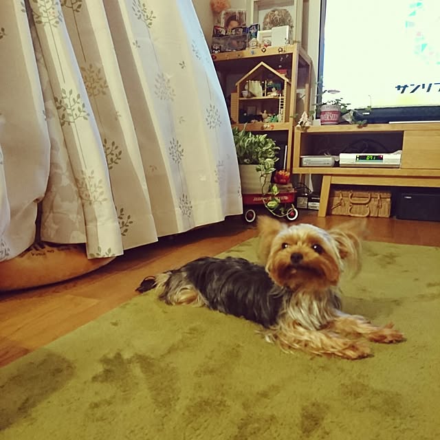 akiさんの実例写真