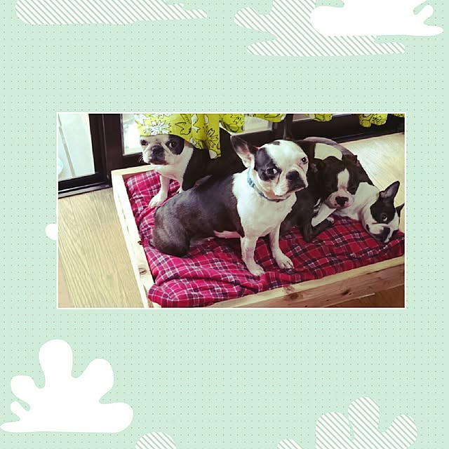 maiさんの実例写真