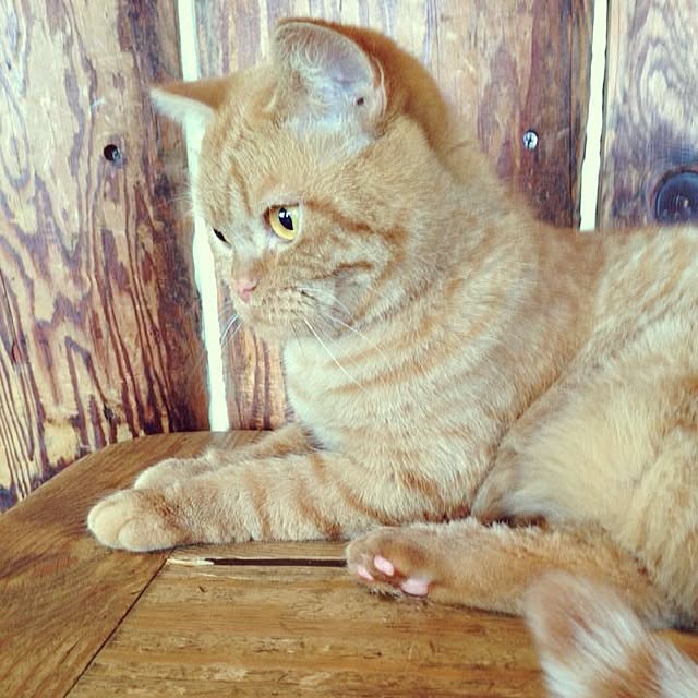 shujiさんの実例写真