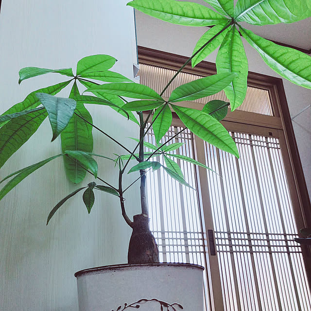 観葉植物 和風玄関のおすすめ商品とおしゃれな実例 | RoomClip 観葉植物 和風玄関のおすすめ商品とおしゃれな実例 | RoomClip