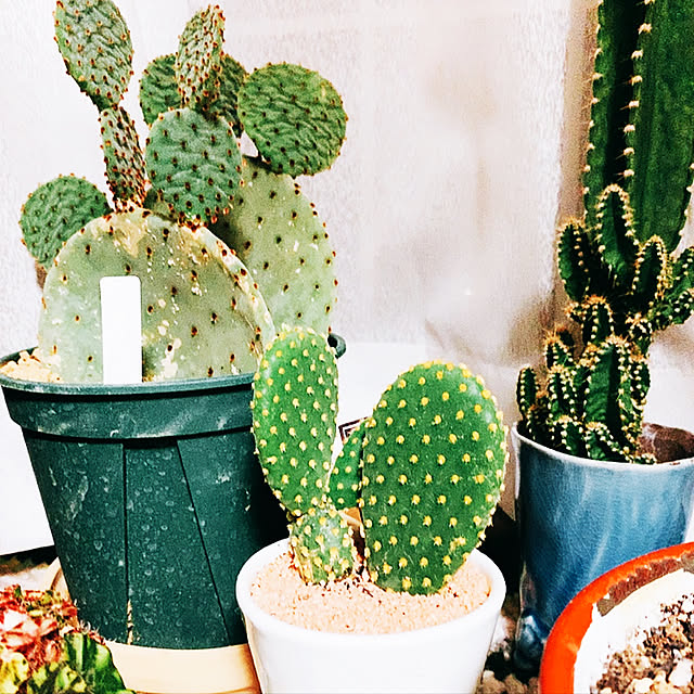 sadaさんの実例写真