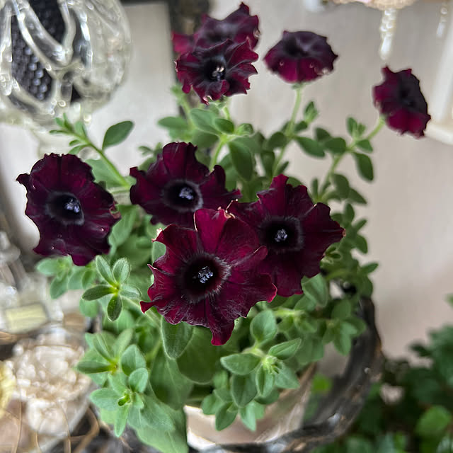 AYUKOさんの実例写真