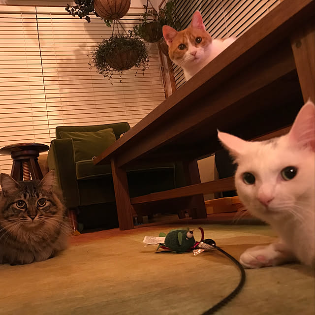 sakurasakuさんの実例写真
