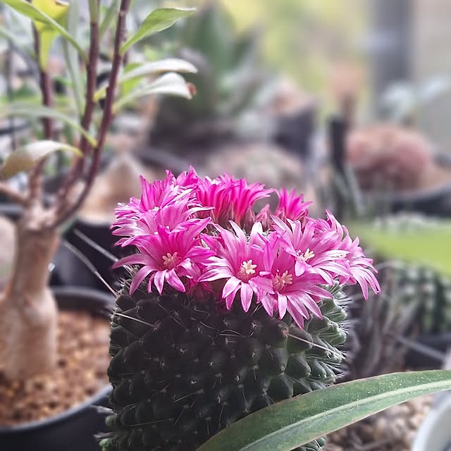 souさんの実例写真