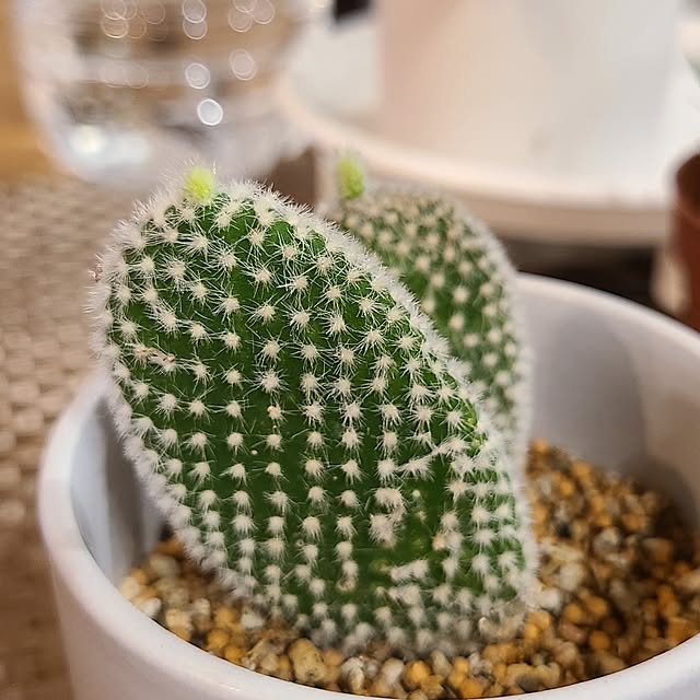 Rubiconさんの実例写真