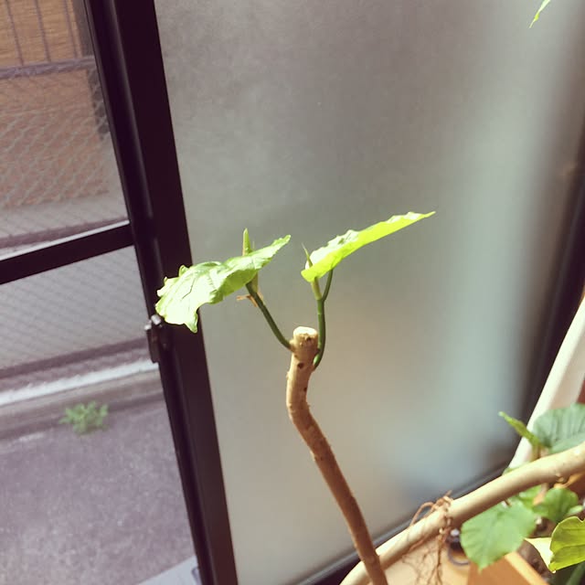 yukaさんの実例写真