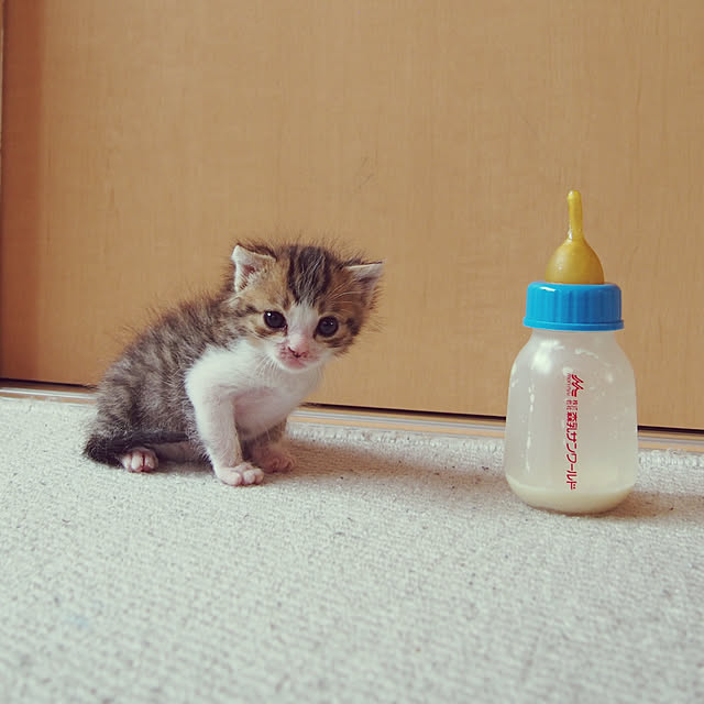 Toiroさんの実例写真