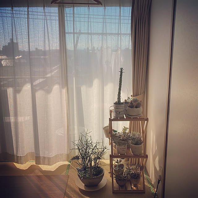 観葉植物/多肉植物/部屋全体のインテリア実例 - 2023-02-09 13:42:34