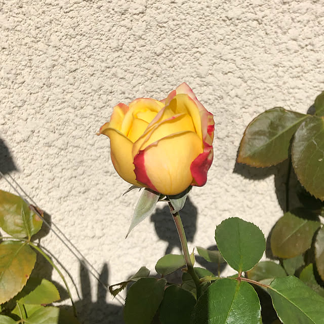 roserose555さんの実例写真
