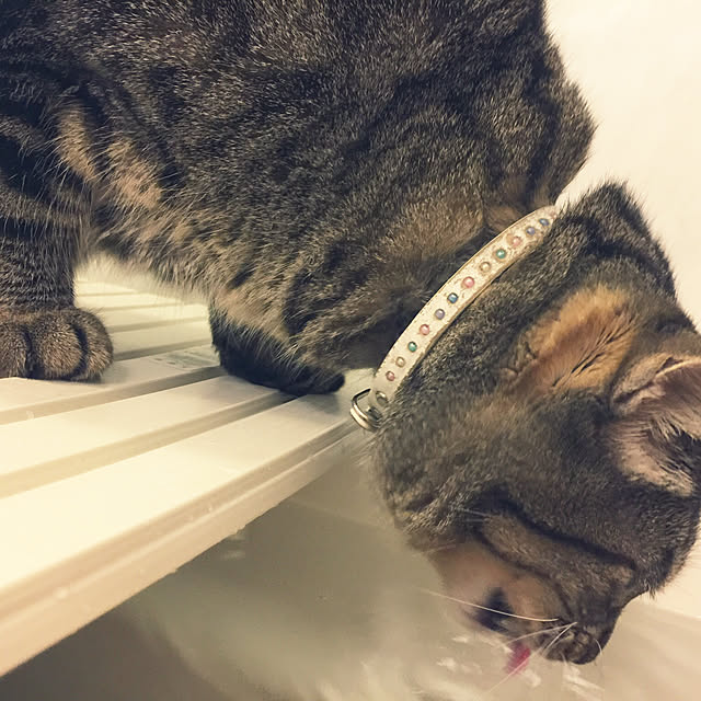 beemerさんの実例写真