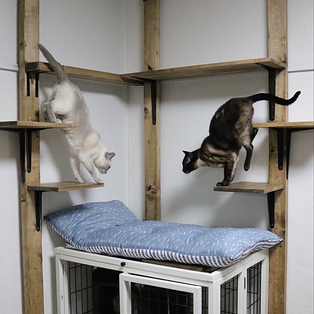 ニトリ 壁面キャットウォーク ハシゴ 試みよ ニトリ 壁面キャットウォーク ハシゴ 試みよ