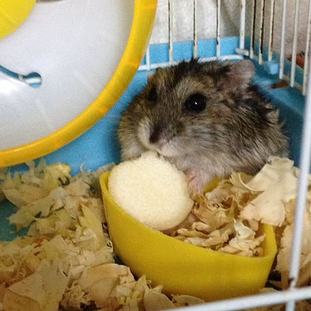 Ivyさんの実例写真