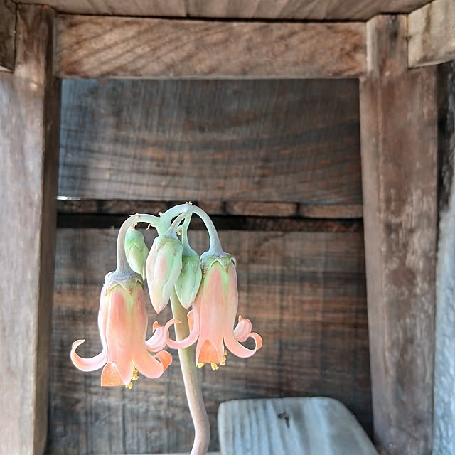 部屋全体/朝活/お久しぶりです♡/アンティーク/レトロ...などのインテリア実例 - 2025-05-18 11:41:19