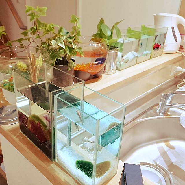 キッチン/観葉植物のインテリア実例 - 2019-04-18 00:56:23