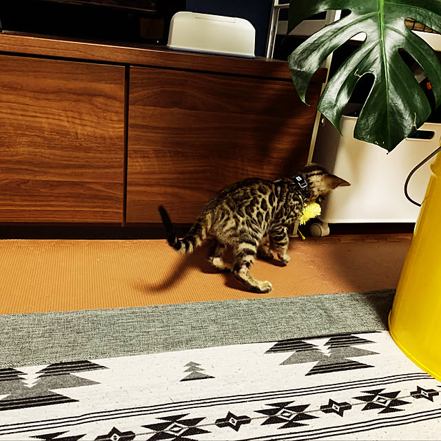 cyanさんの実例写真