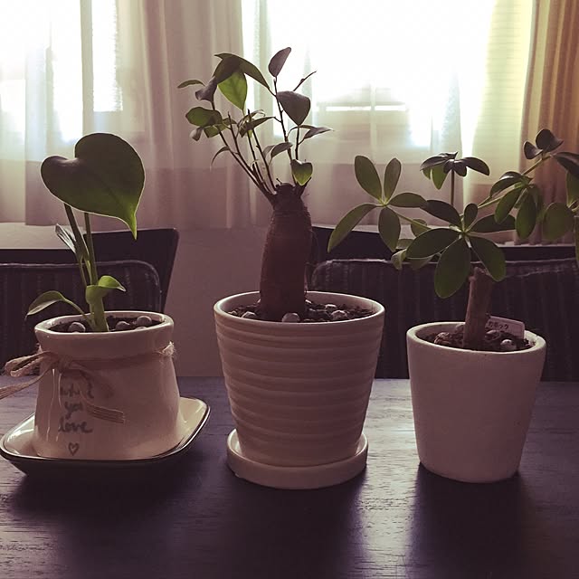 pukopuko655さんの実例写真