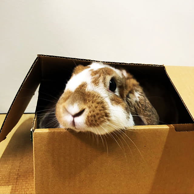 ratekoさんの実例写真