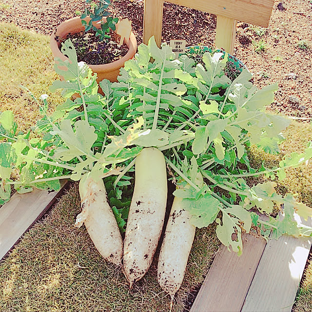 michiさんの実例写真