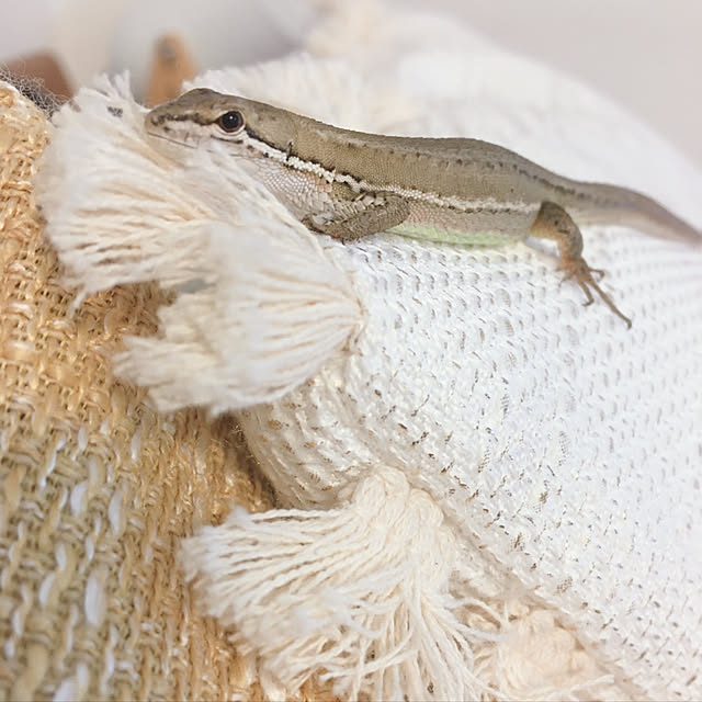 oasisさんの実例写真