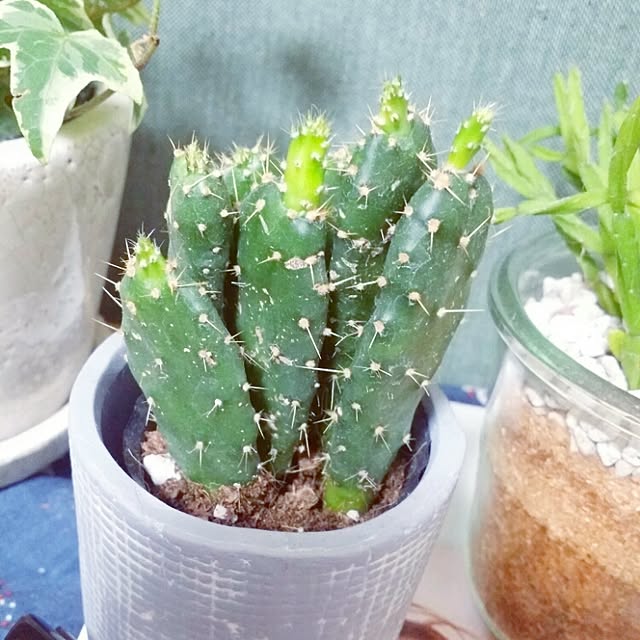 cccさんの実例写真