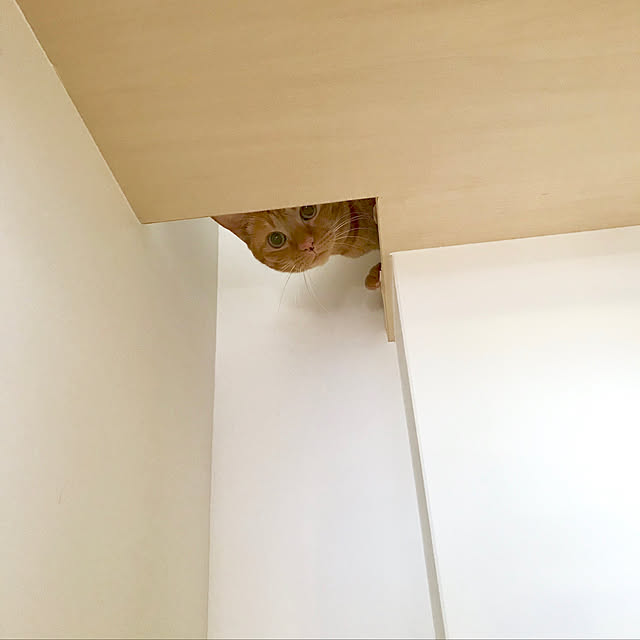pooさんの実例写真