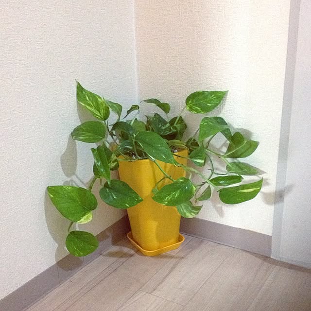 玄関/入り口/観葉植物/植物のインテリア実例 - 2016-06-06 08:15:46